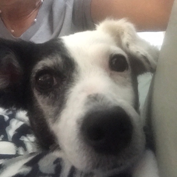 Meet your Posher, Belle! - Picture 1 of 2